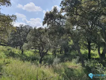 2100m2 Plot for Sale in Sotogrande Alto
