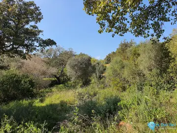 2100m2 Plot for Sale in Sotogrande Alto-24875