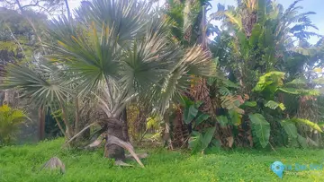 1933m2 Plot for Sale in Hacienda Las Chapas-29611