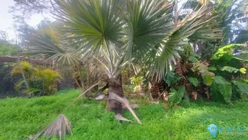 1933m2 Plot for Sale in Hacienda Las Chapas-29613