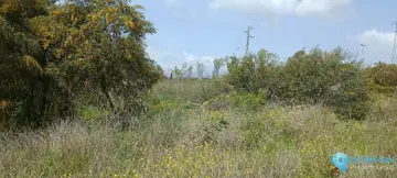 1426m2 Plot for Sale in The Golden Mile-33171