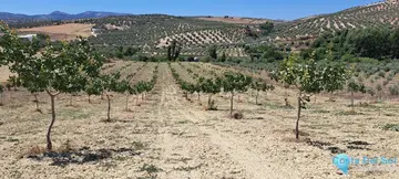 18000m2 Plot for Sale in Cañete la Real