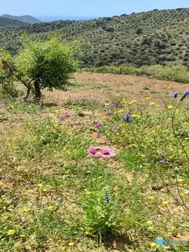 118358m2 Plot for Sale in Málaga-59473