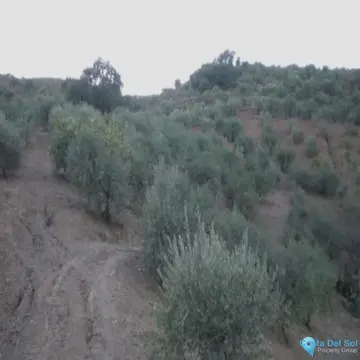 36230m2 Plot for Sale in Monda-60514