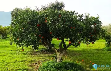 180000m2 Plot for Sale in Alhaurín el Grande-60822