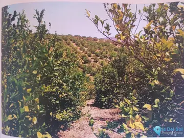 48624m2 Plot for Sale in Alora-66810