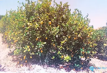 48624m2 Plot for Sale in Alora-66819