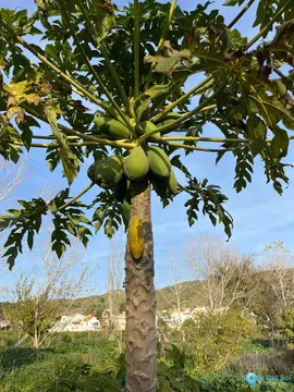 17127m2 Plot for Sale in Campanillas-95670
