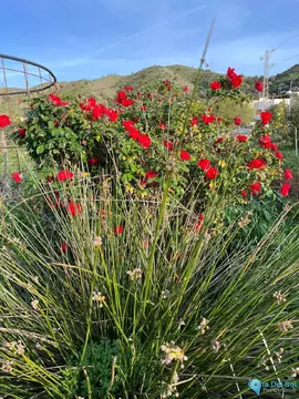17127m2 Plot for Sale in Campanillas-95674