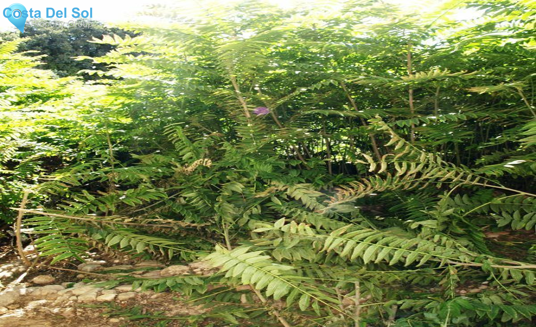 Finca - Cortijo in Mijas-1161426