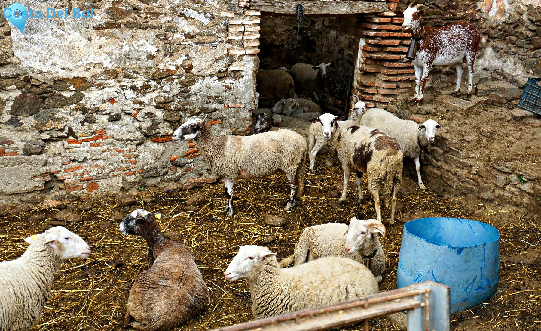 Finca - Cortijo in Triana-1398406