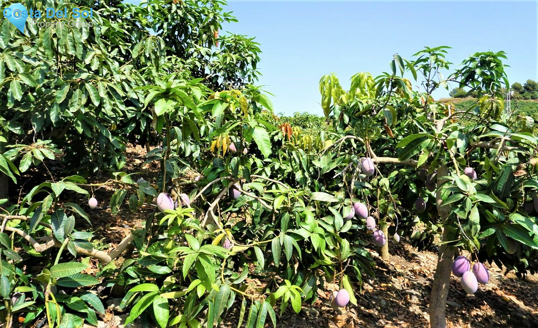 Land in Almayate-1400805