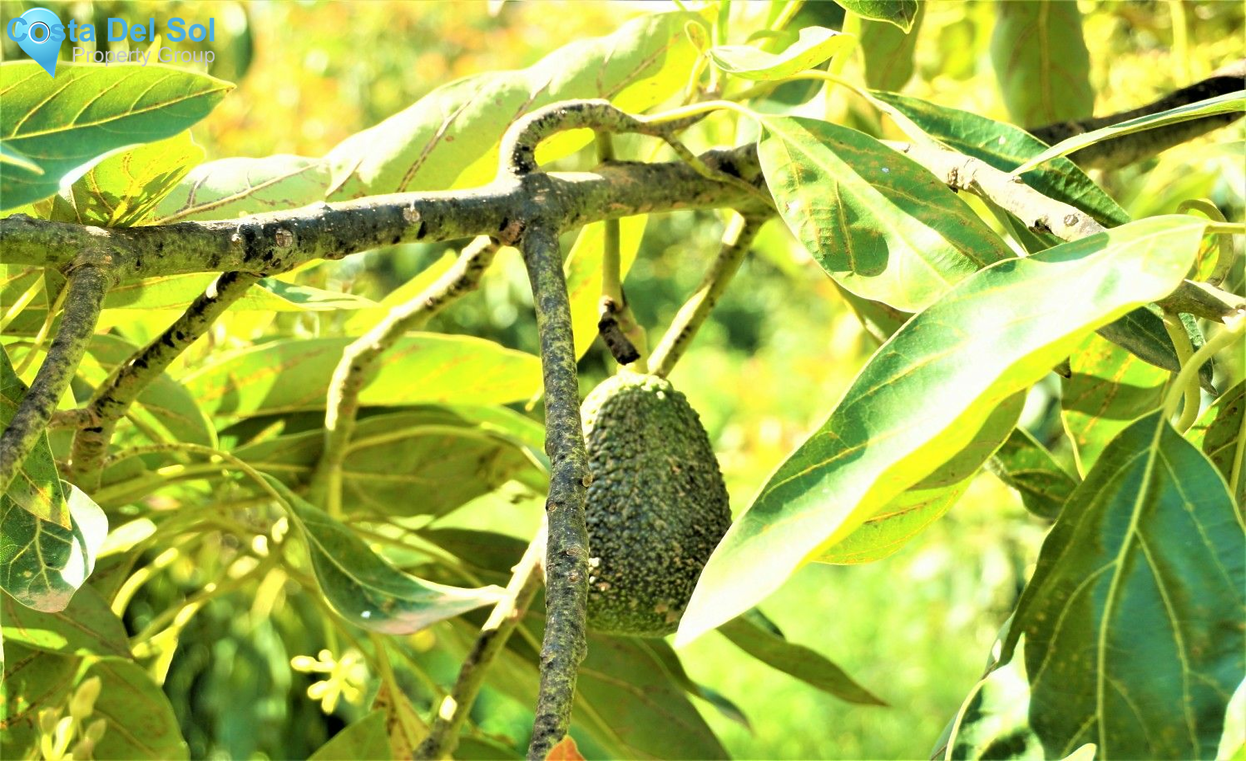 Land in Canillas de Aceituno