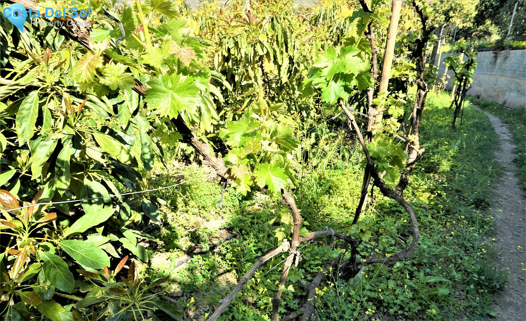 Land in Canillas de Aceituno-1208872
