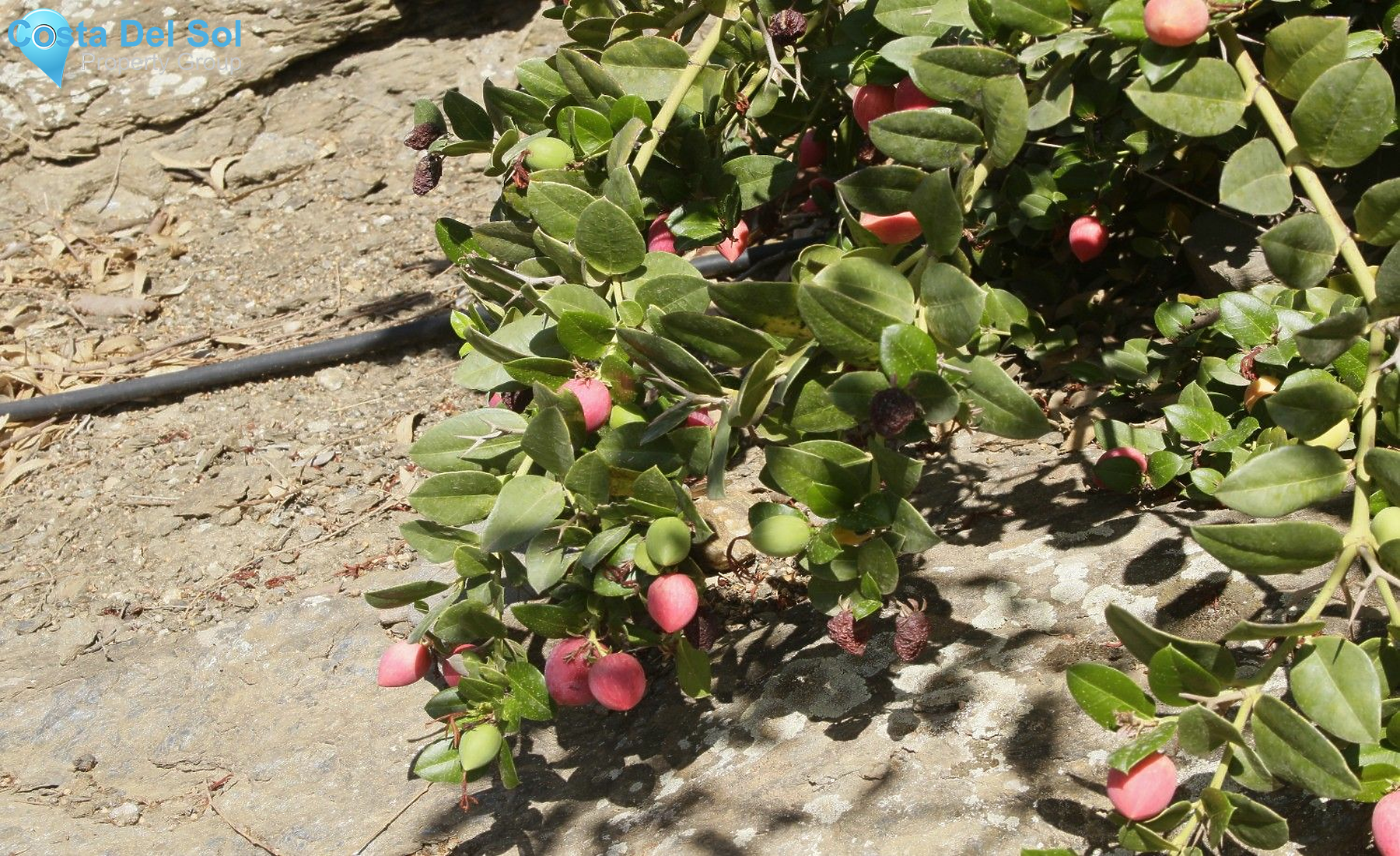 Detached Villa in Sayalonga-1465901