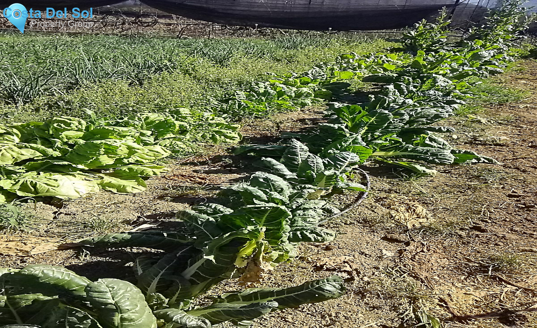 Finca - Cortijo in Alhaurín el Grande-1213269