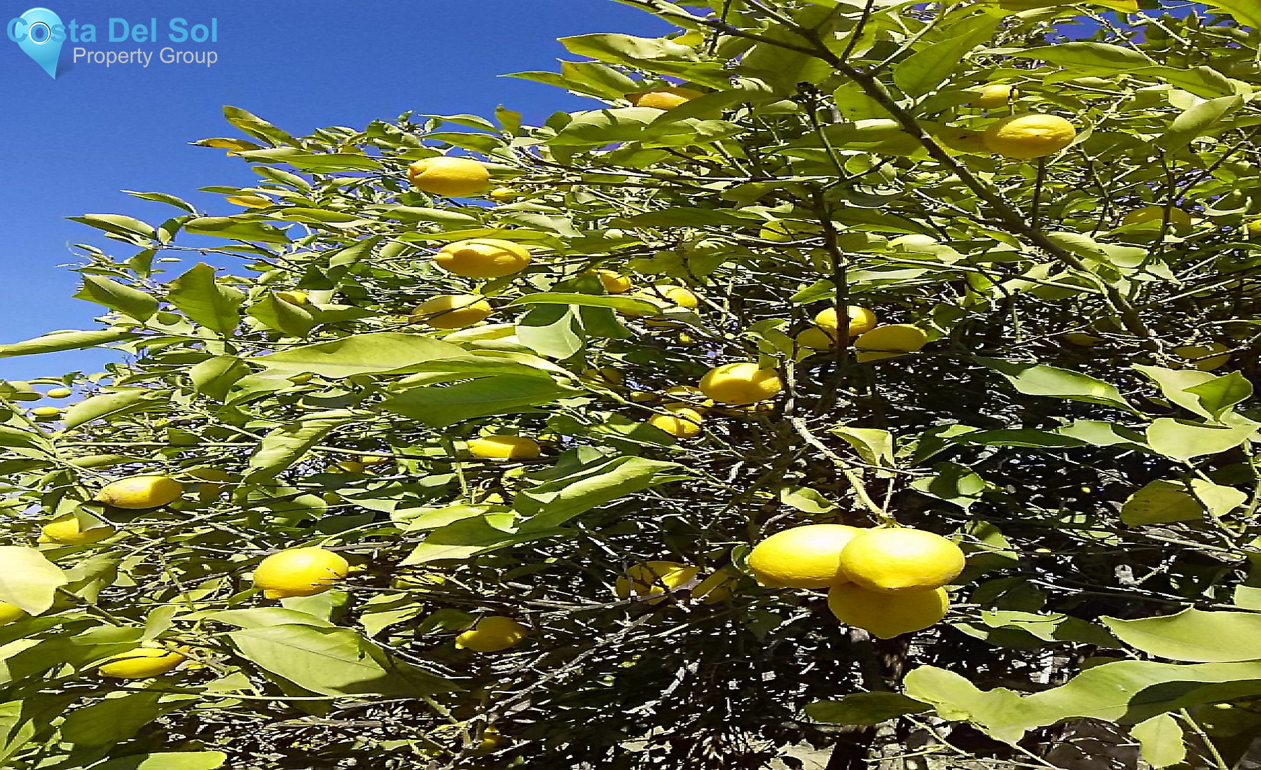 Finca - Cortijo in Alhaurín el Grande-1213270