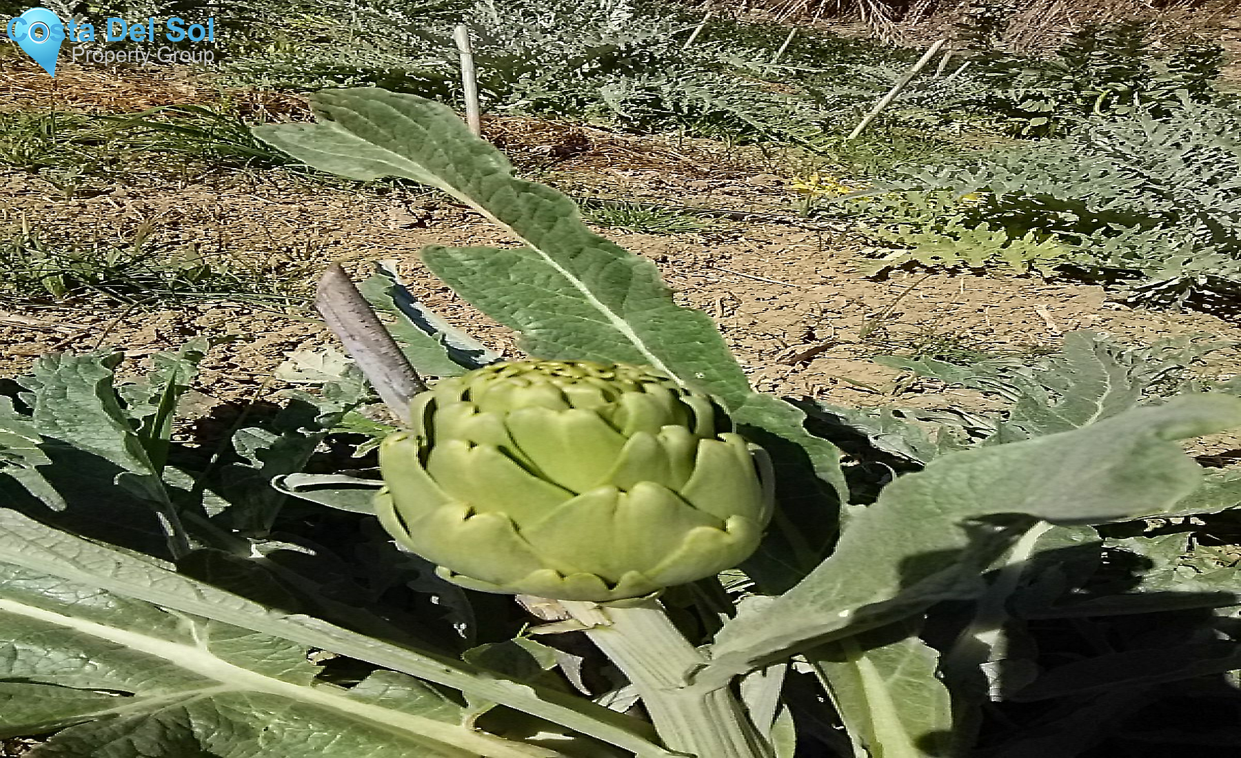 Finca - Cortijo in Alhaurín el Grande-1213272