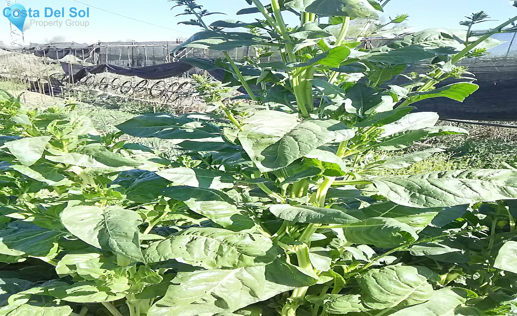 Finca - Cortijo in Alhaurín el Grande-1213273