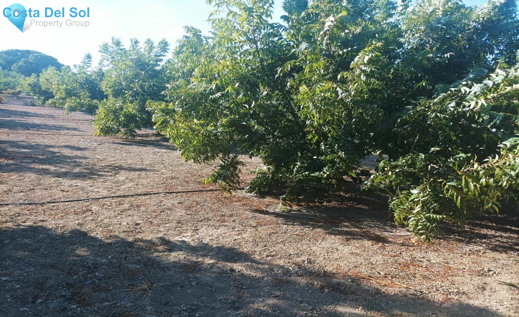 Finca - Cortijo in Alhaurín el Grande-1469684