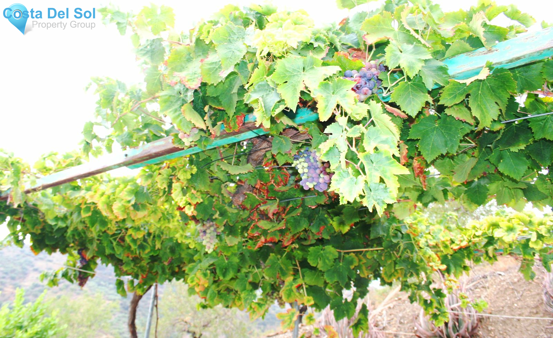 Finca - Cortijo in Arenas-1232293