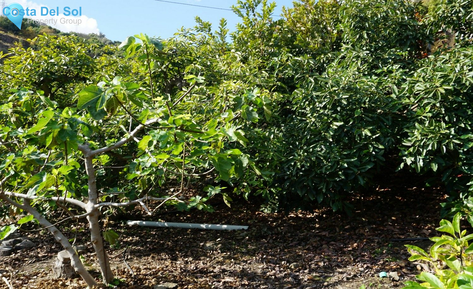 Finca - Cortijo in Nerja-1432580