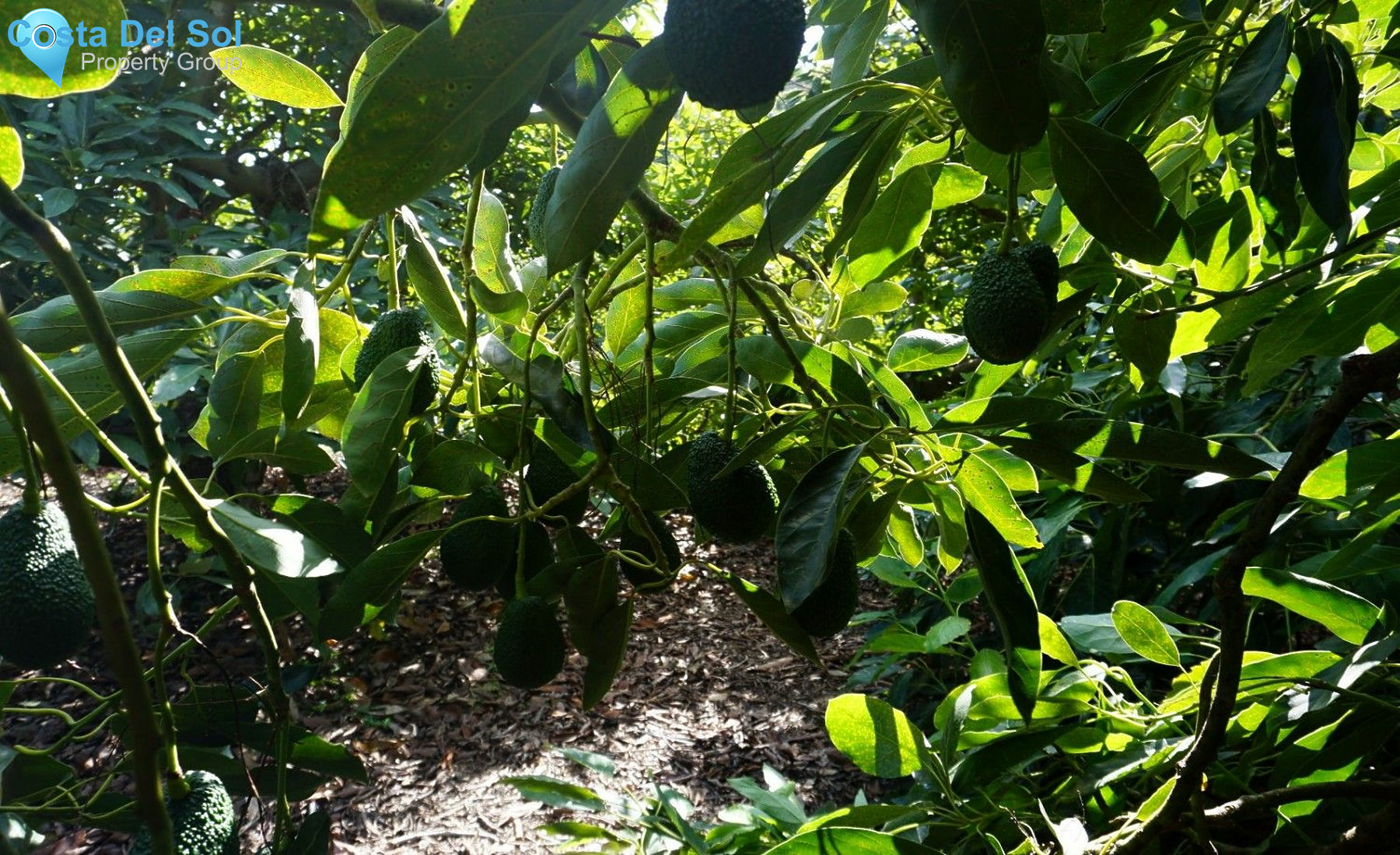 Finca - Cortijo in Nerja-1432584