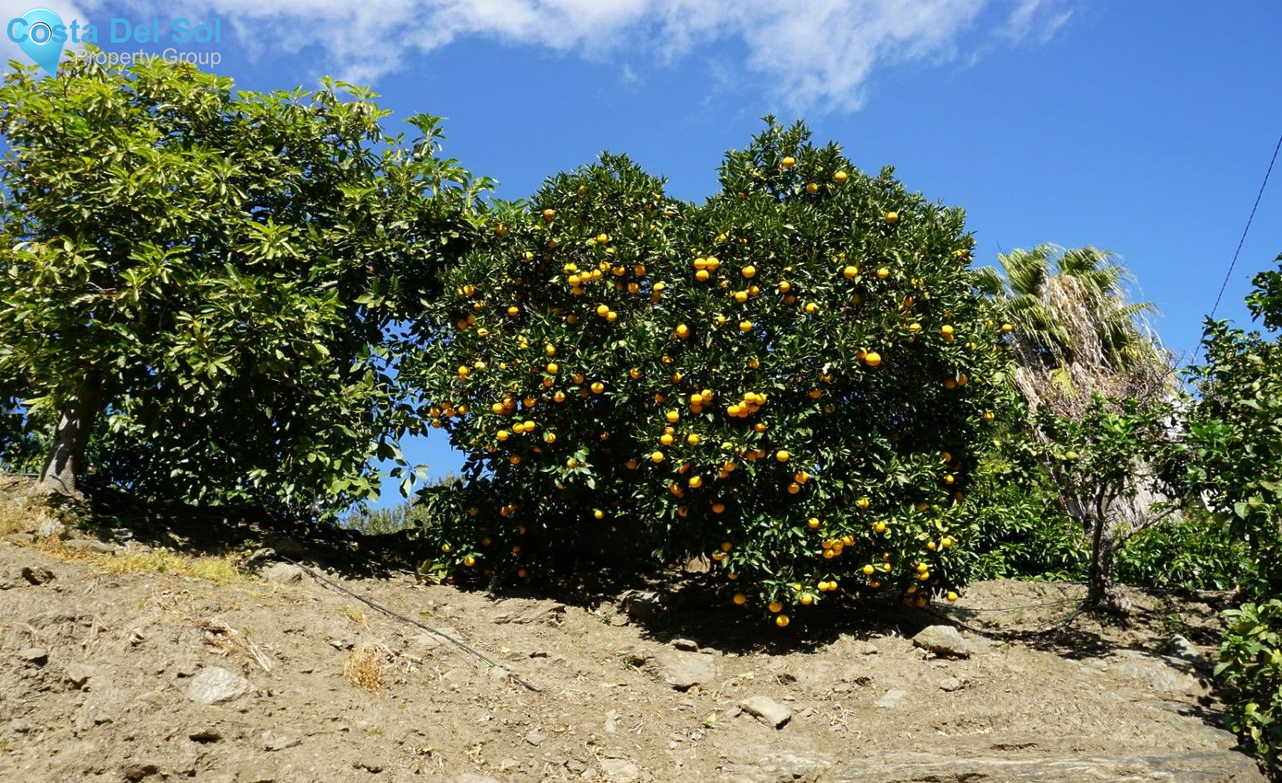 Finca - Cortijo in Nerja-1432585
