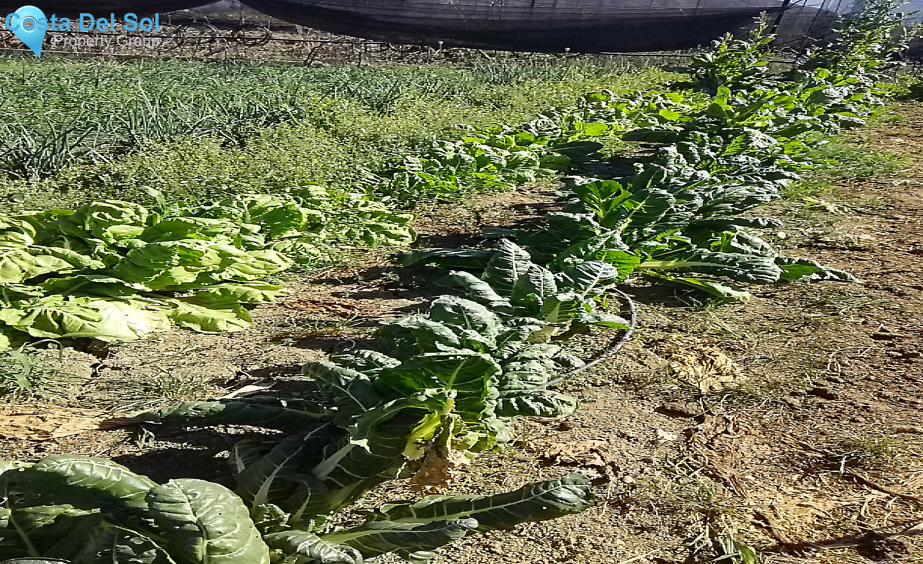 House in Alhaurín el Grande-1307218