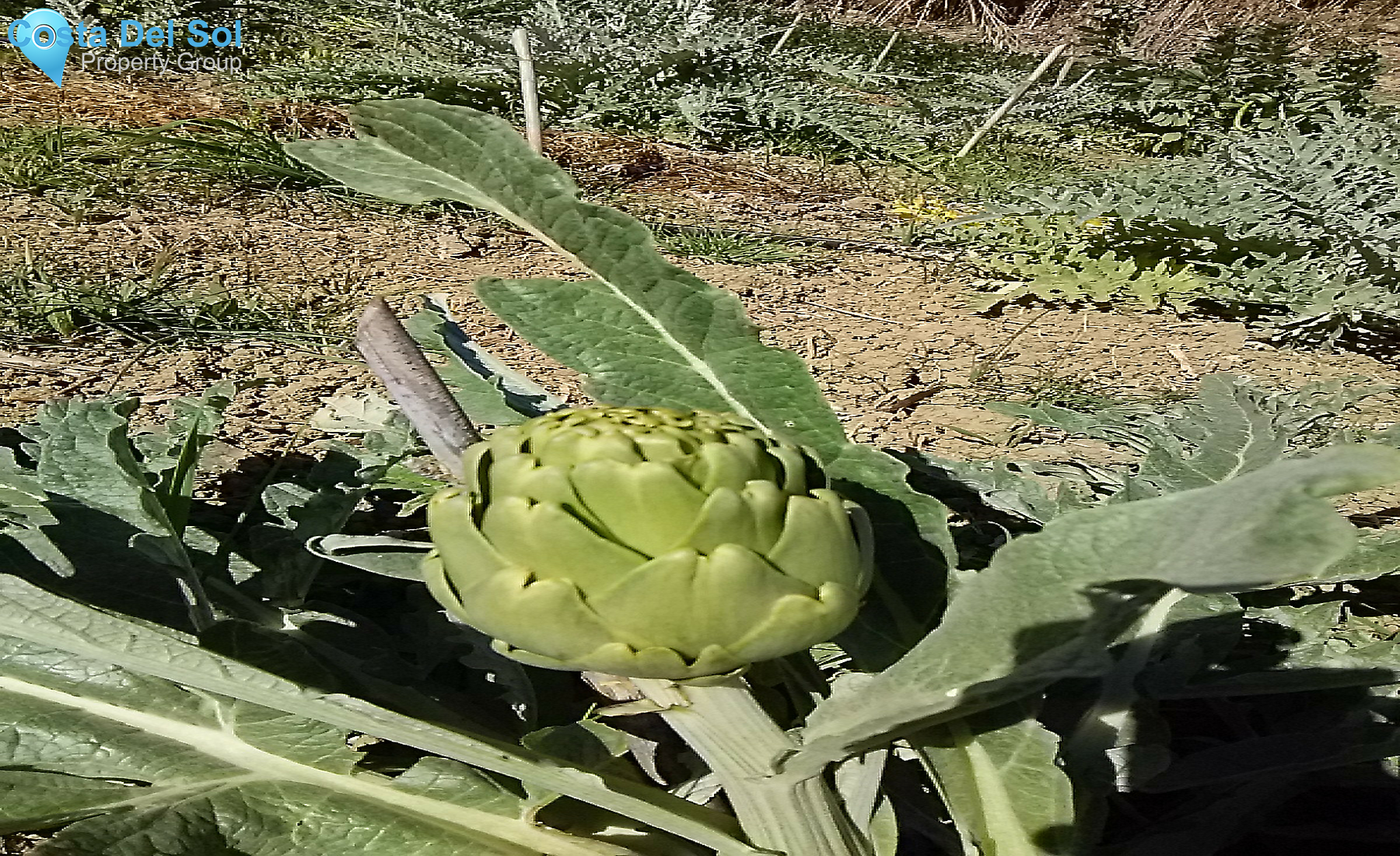House in Alhaurín el Grande-1307221