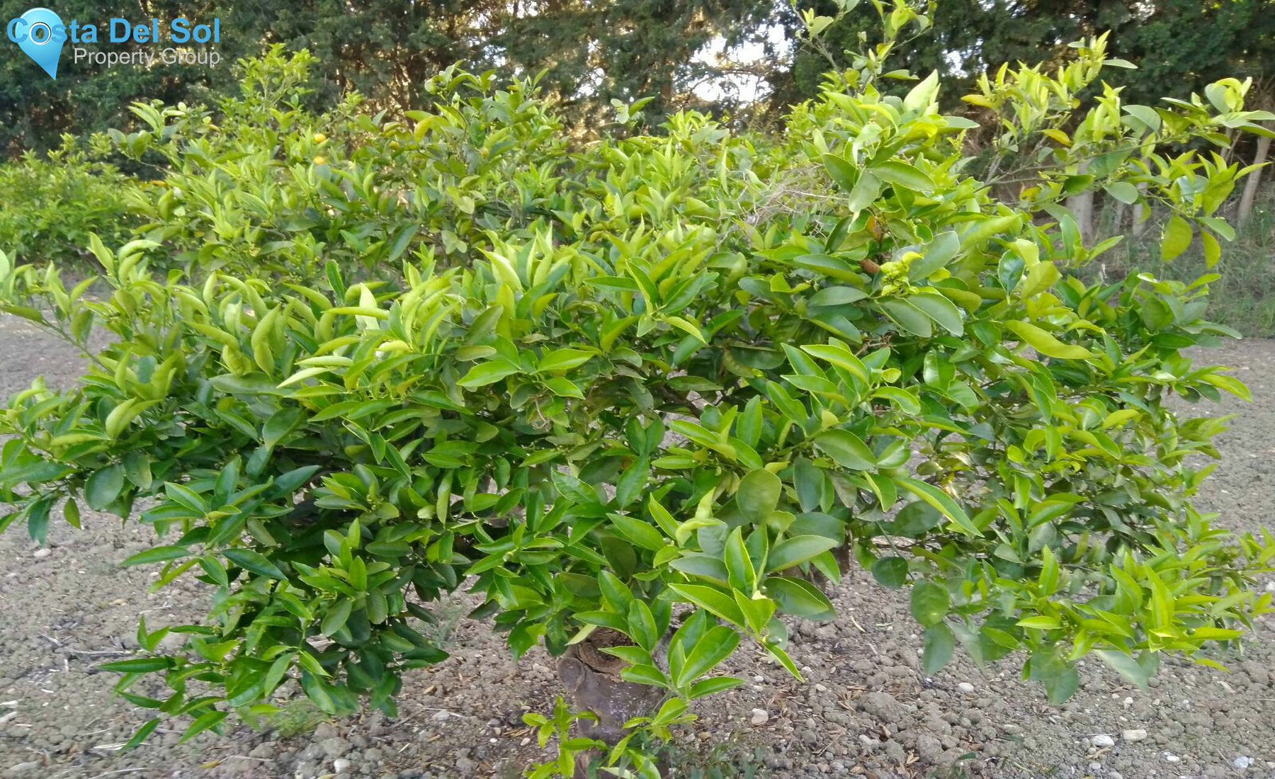 Finca - Cortijo in Cártama-1218439