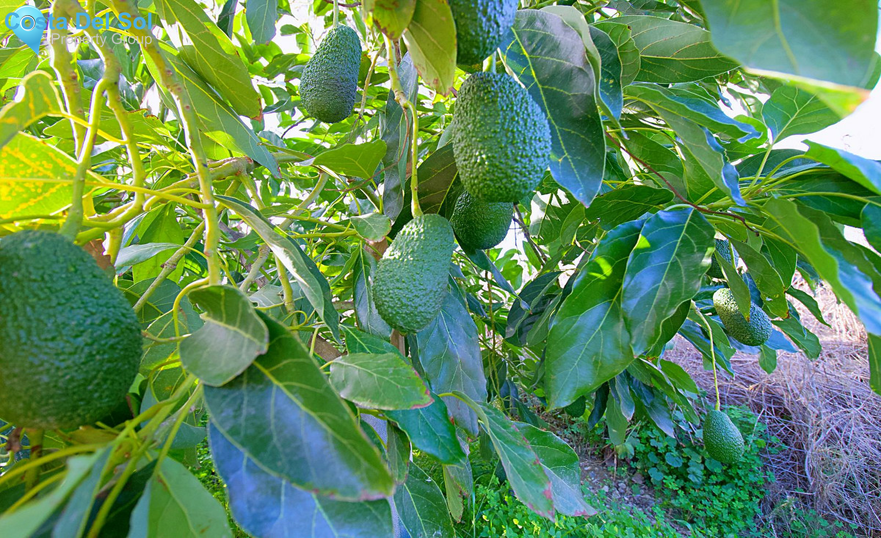 House in Coín-1476900