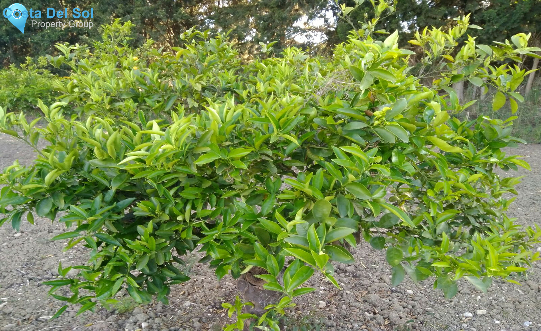 House in Cártama-1307683