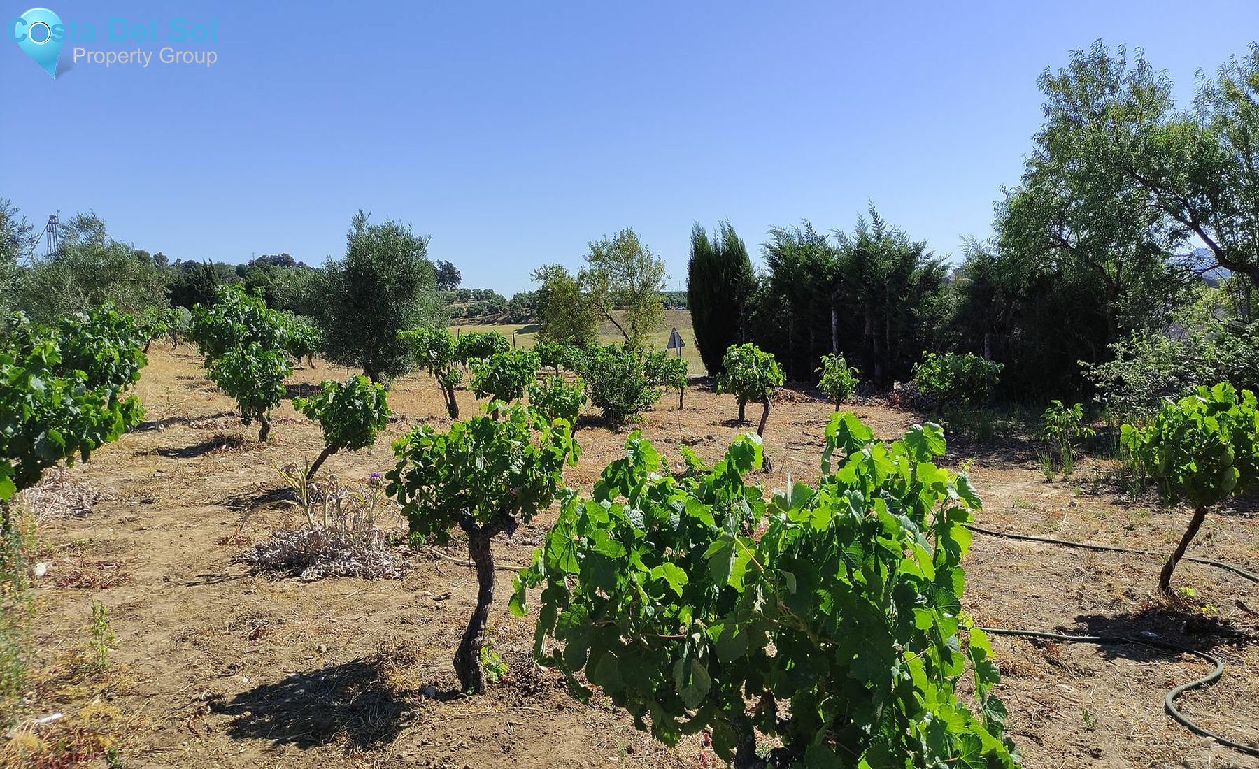 Finca - Cortijo in Ronda-1513501