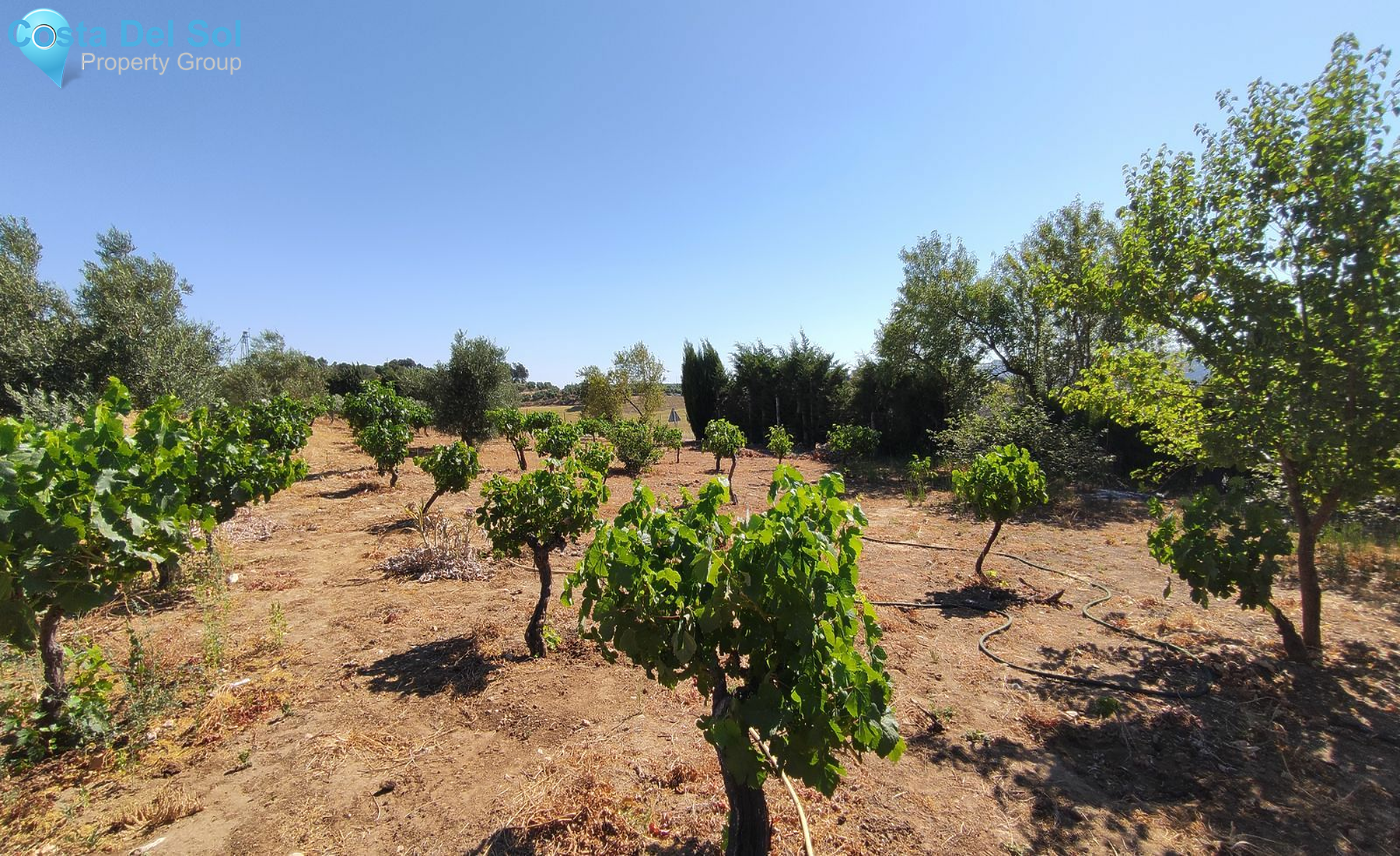 Finca - Cortijo in Ronda-1513502