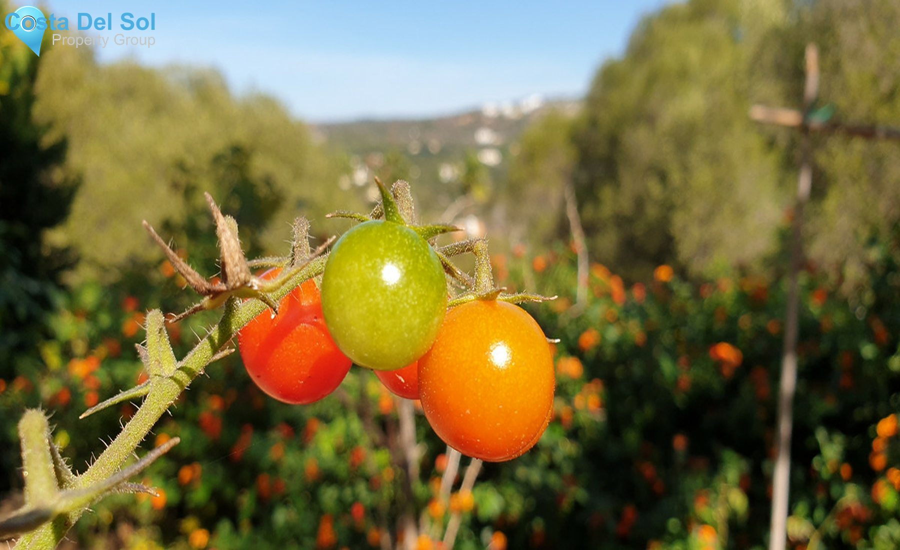 House in Sotogrande Alto-1330855