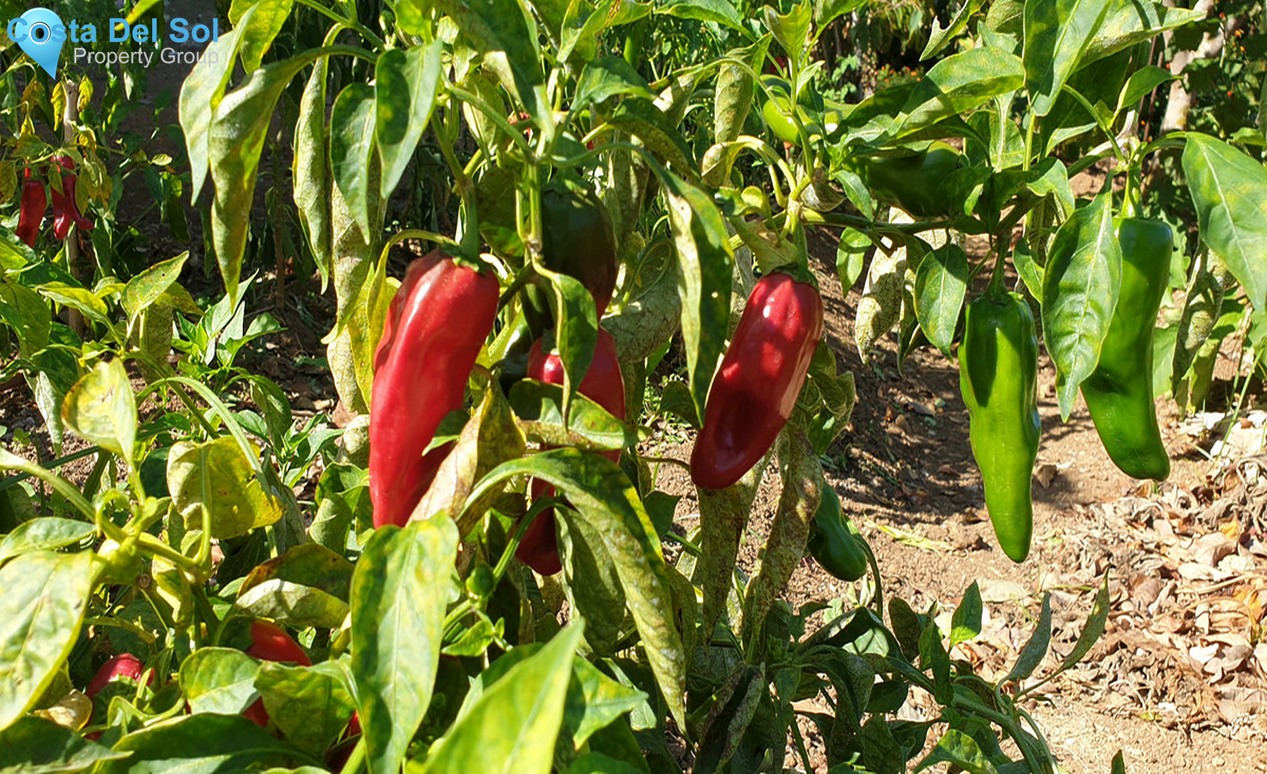 House in Sotogrande Alto-1330856