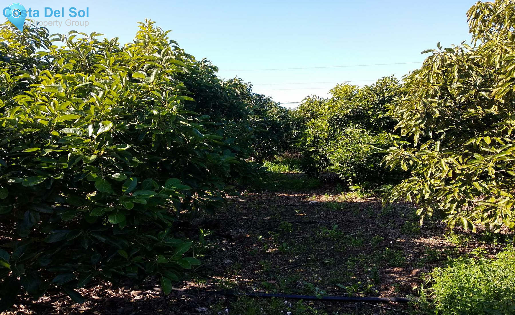 Finca - Cortijo in Alhaurín de la Torre-1133085