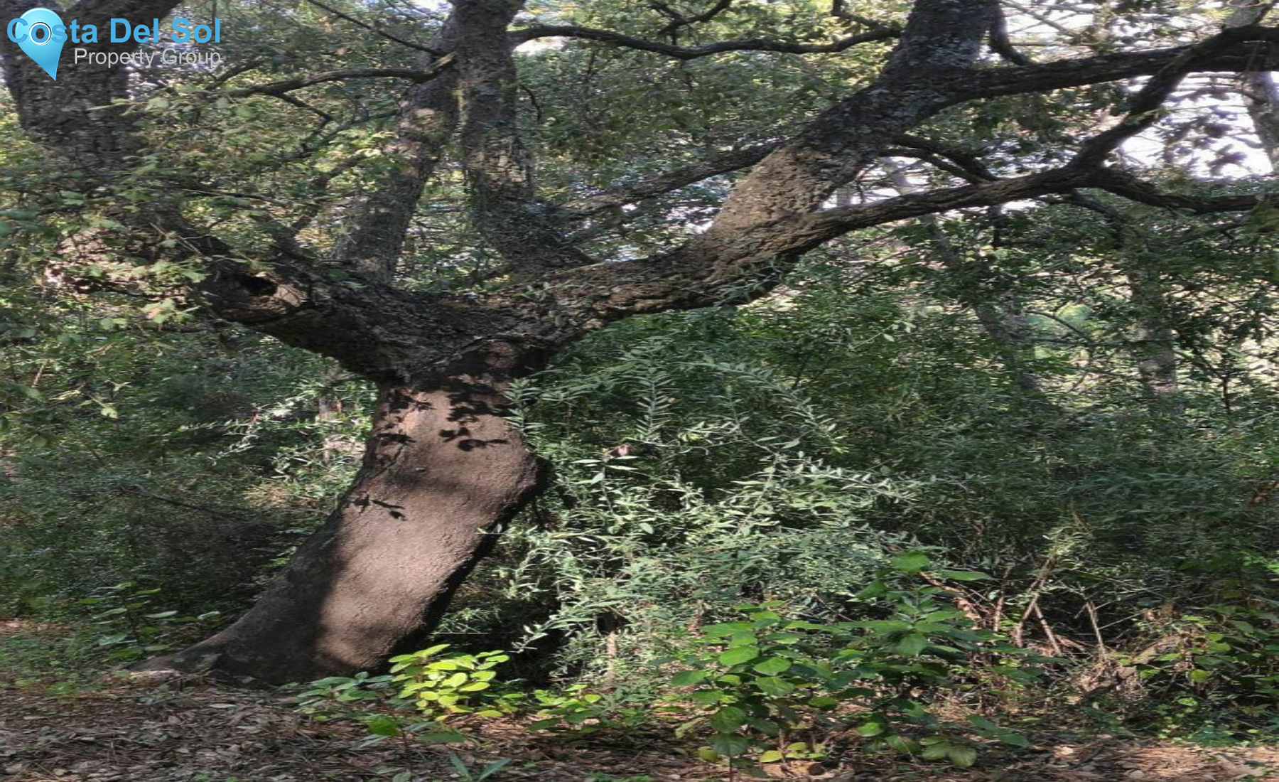 Finca - Cortijo in El Padron-1389508