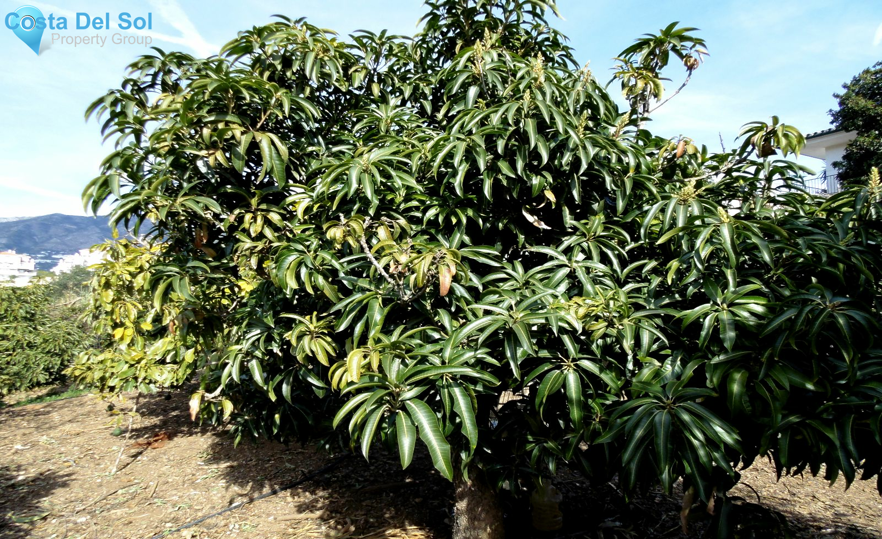 Finca - Cortijo in Mijas-1211224