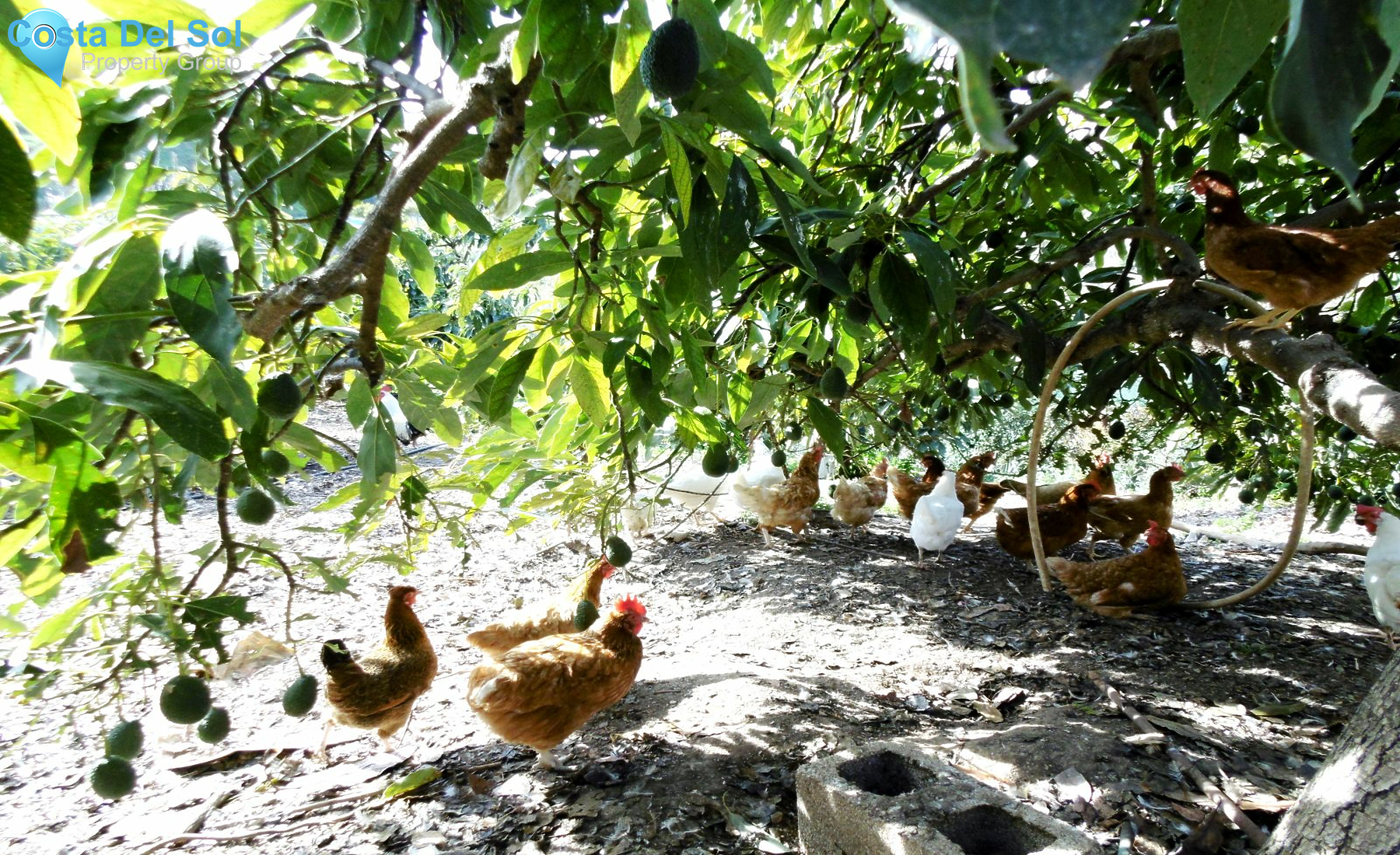 Finca - Cortijo in Mijas-1211209