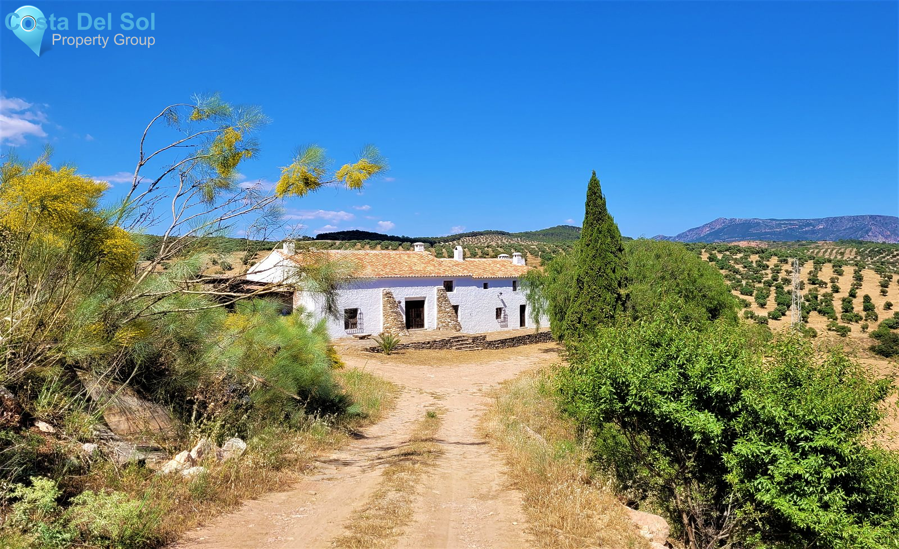 Olive Grove in El Burgo