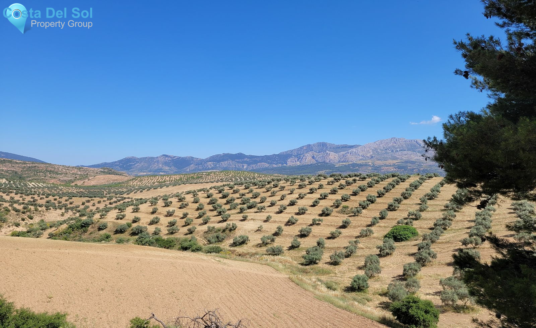 Olive Grove in El Burgo-1228755