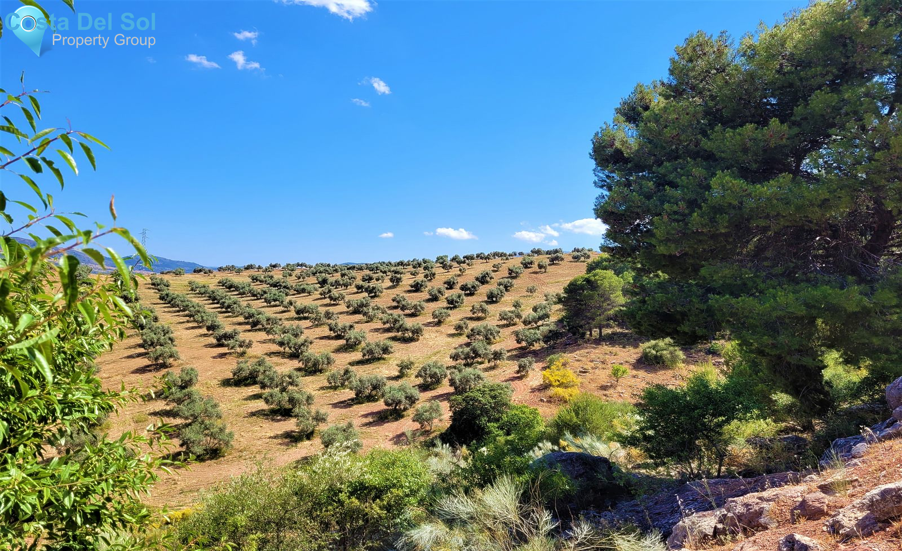 Olive Grove in El Burgo-1228762
