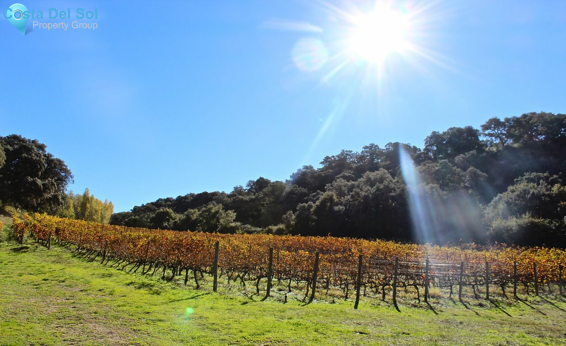 Finca - Cortijo in Ronda-1168102