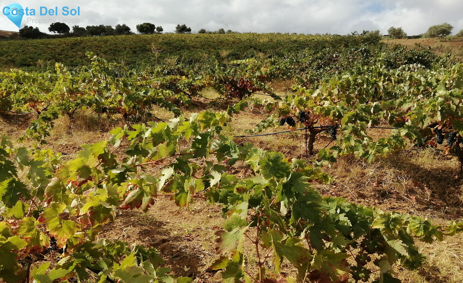 Finca - Cortijo in Campo Mijas-1490871