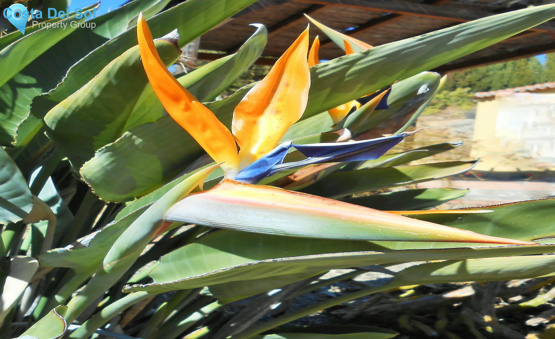 Finca - Cortijo in Cártama-1482247