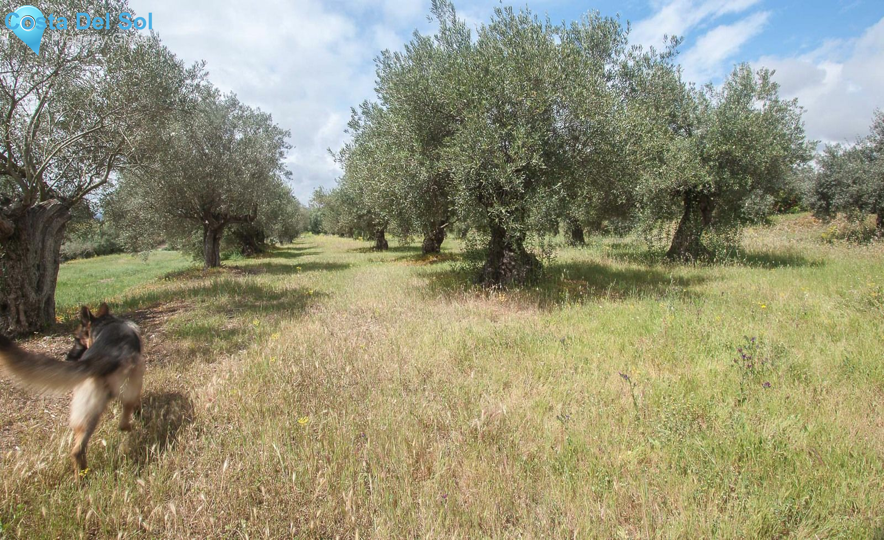 Finca - Cortijo in Coín-1553756