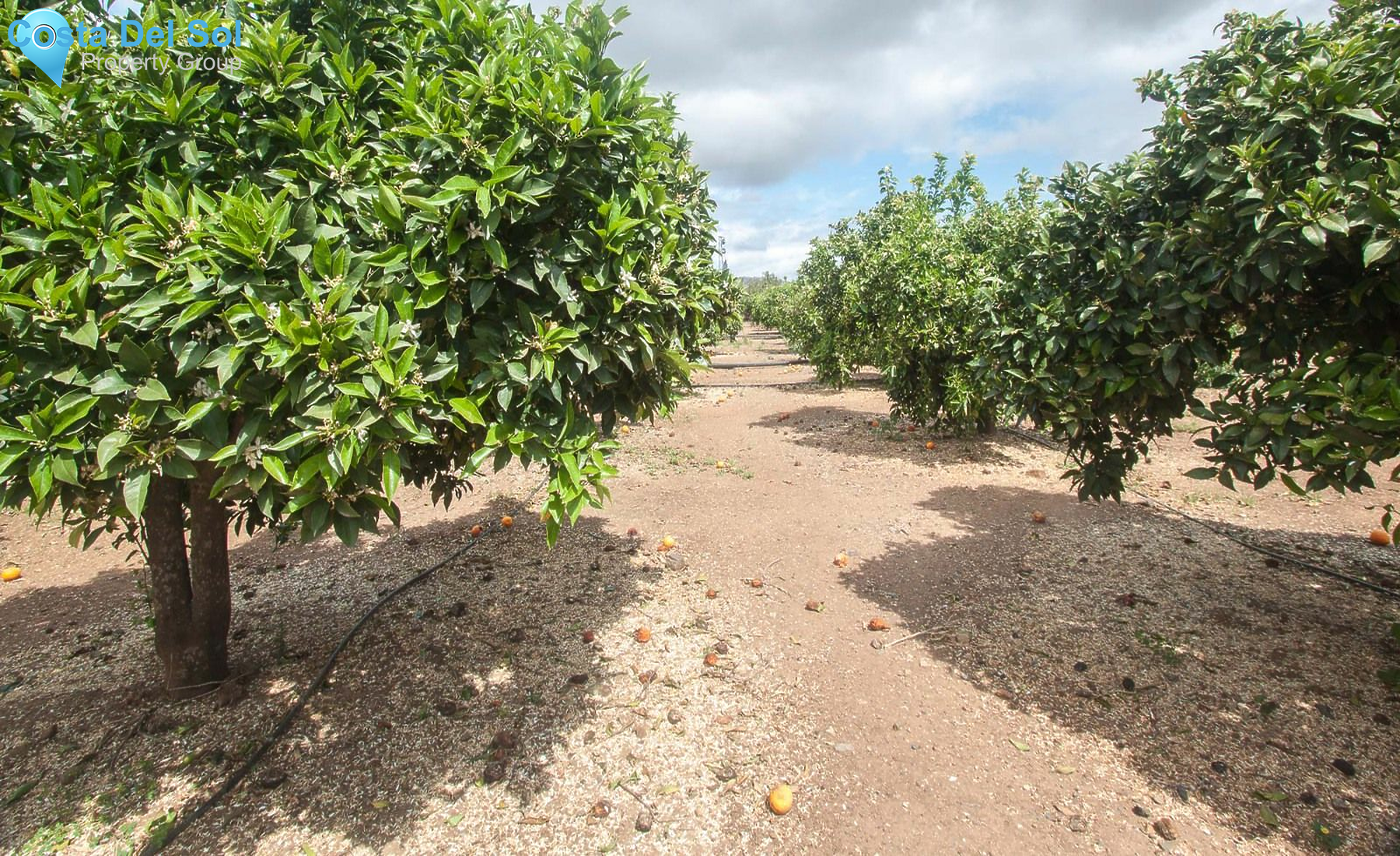 Finca - Cortijo in Coín-1553757