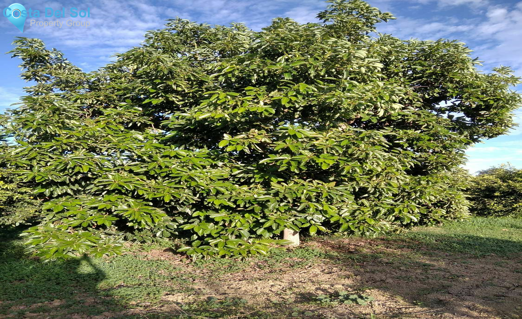 Land in Alhaurín de la Torre-1450154